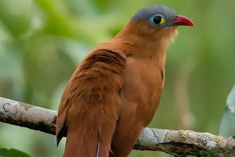 Black-bellied Cuckoo