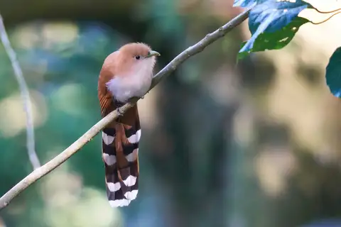 Mexican Squirrel Cuckoo