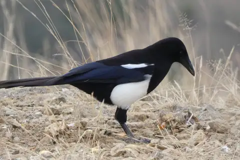 Asir Magpie