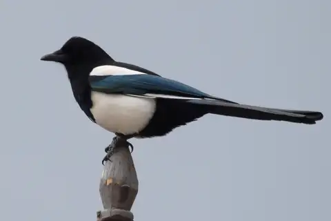 Black-rumped Magpie