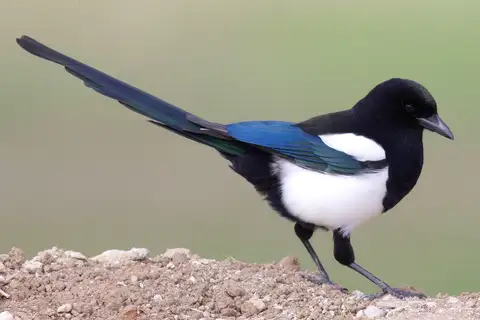 Black-billed Magpie
