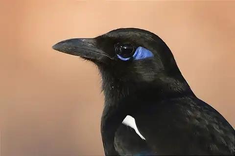 Maghreb Magpie