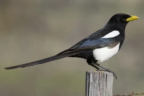 Yellow-billed Magpie