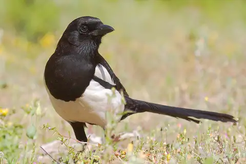Eurasian Magpie