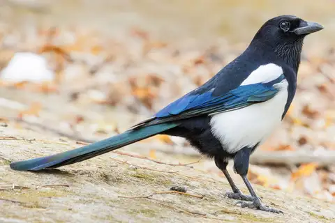 Oriental Magpie