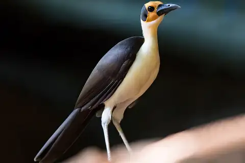 White-necked Rockfowl