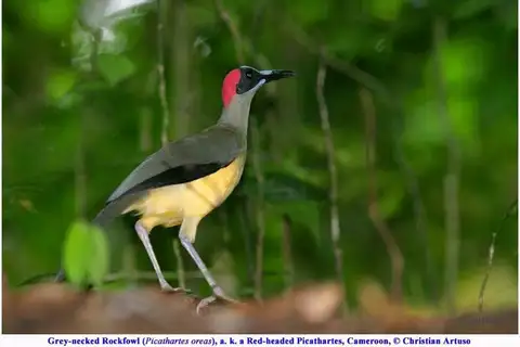 Grey-necked Rockfowl