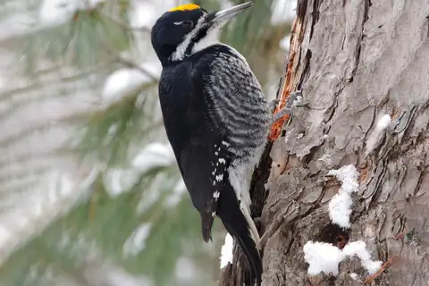 Black-backed Woodpecker