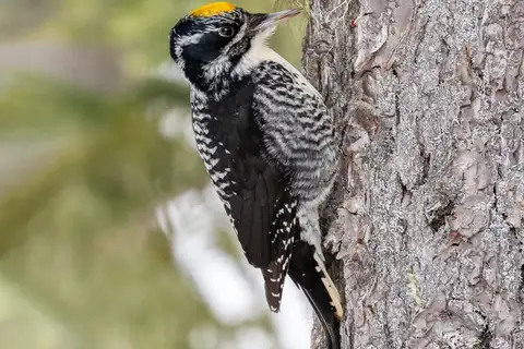 American Three-toed Woodpecker