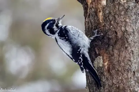 Eurasian Three-toed Woodpecker