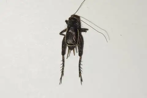 Ambitious Ground Cricket