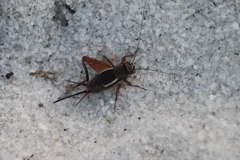 sandhills ground cricket