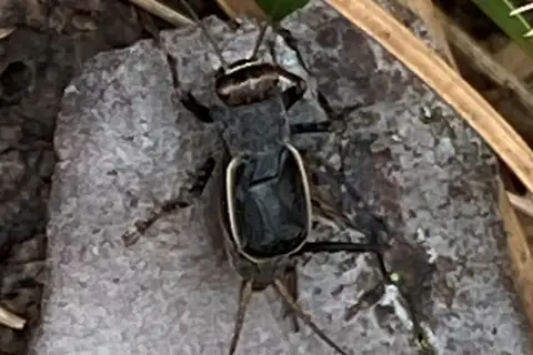 Flatwoods Ground Cricket