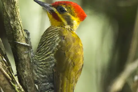 Yellow-browed Woodpecker