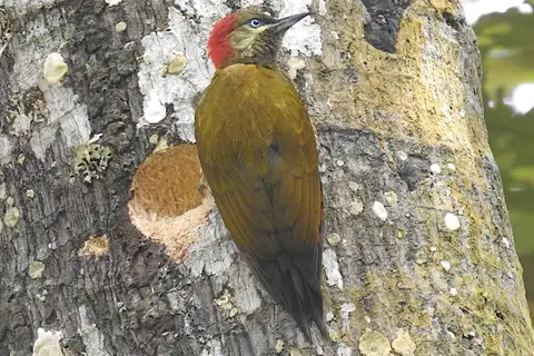 Stripe-cheeked Woodpecker
