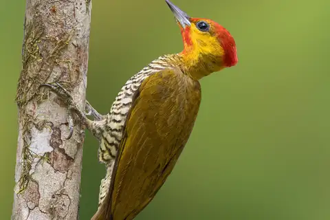 Yellow-throated Woodpecker