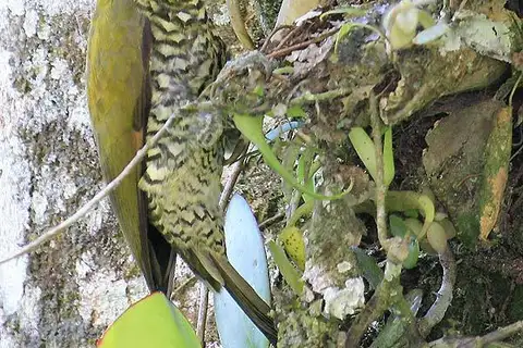 White-throated Woodpecker