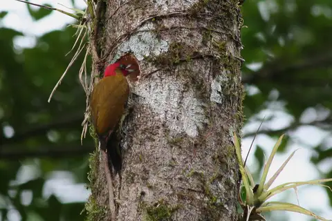 Rufous-winged Woodpecker
