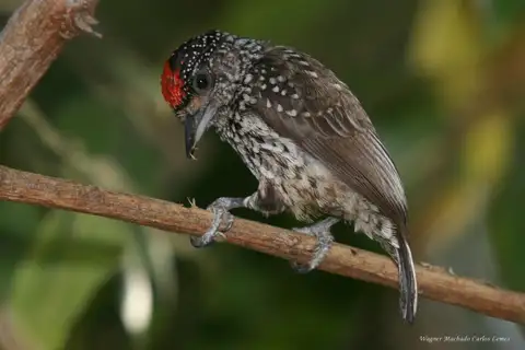 White-wedged Piculet