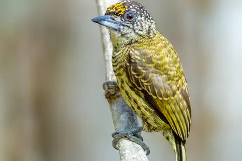 Bar-breasted Piculet