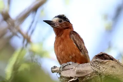Chestnut Piculet