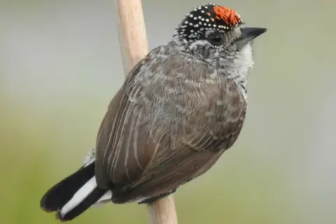 White-barred Piculet