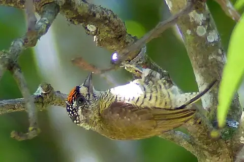 Golden-spangled Piculet