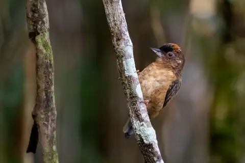Rusty-necked Piculet