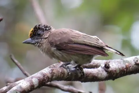 Greyish Piculet