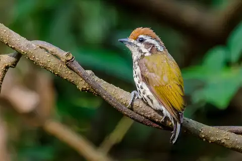 Speckled Piculet