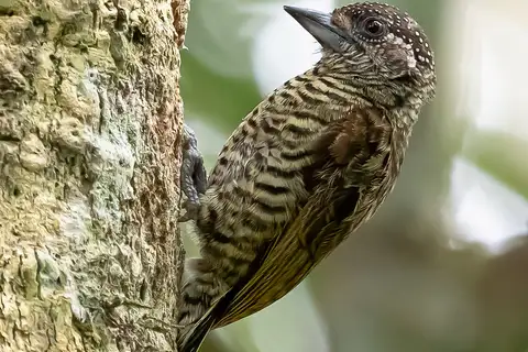 Lafresnaye's Piculet