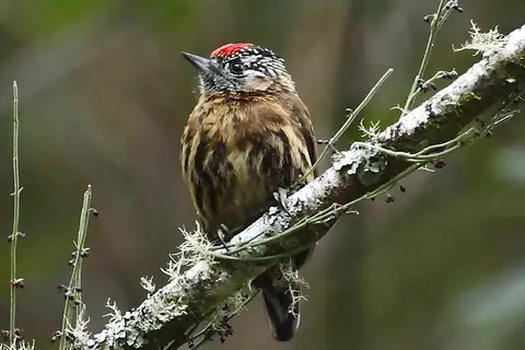 Mottled Piculet