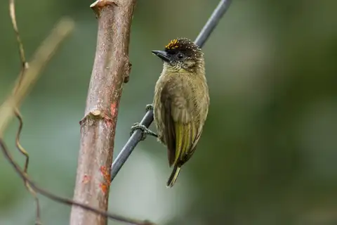 Olivaceous Piculet