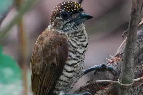 Orinoco Piculet