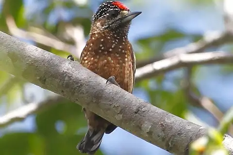 Spotted Piculet