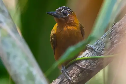 Rufous-breasted Piculet