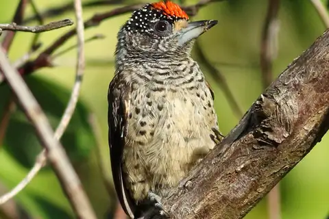 White-bellied Piculet
