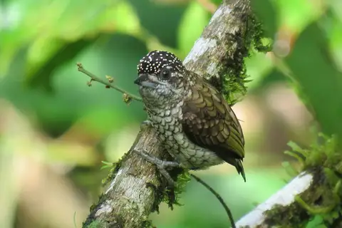 Scaled Piculet