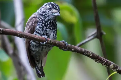 Speckle-chested Piculet