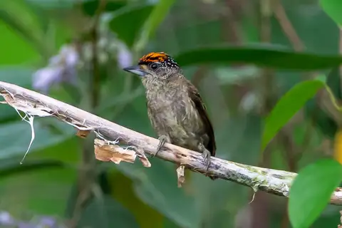 Fine-barred Piculet
