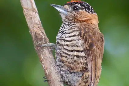 Ochre-collared Piculet