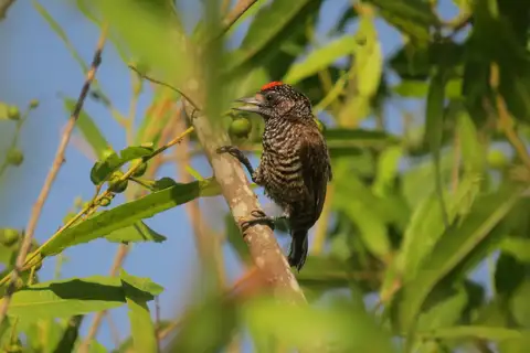 Varzea Piculet