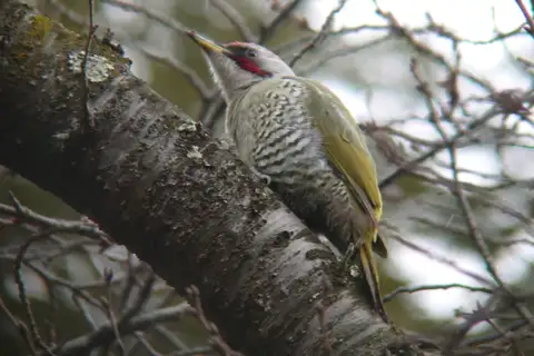 Japanese Green Woodpecker