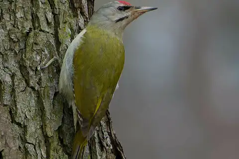 Grey-headed Woodpecker