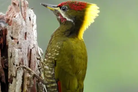 Lesser Yellownape