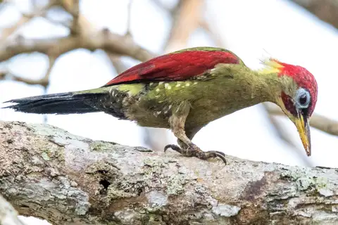 Crimson-winged Woodpecker