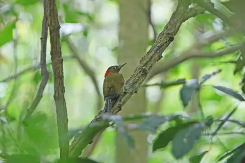 Red-collared Woodpecker