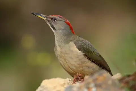 Iberian Green Woodpecker