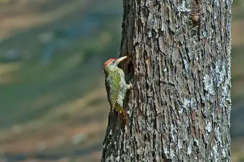 Scaly-bellied Woodpecker