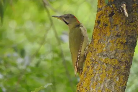 Levaillant's Woodpecker